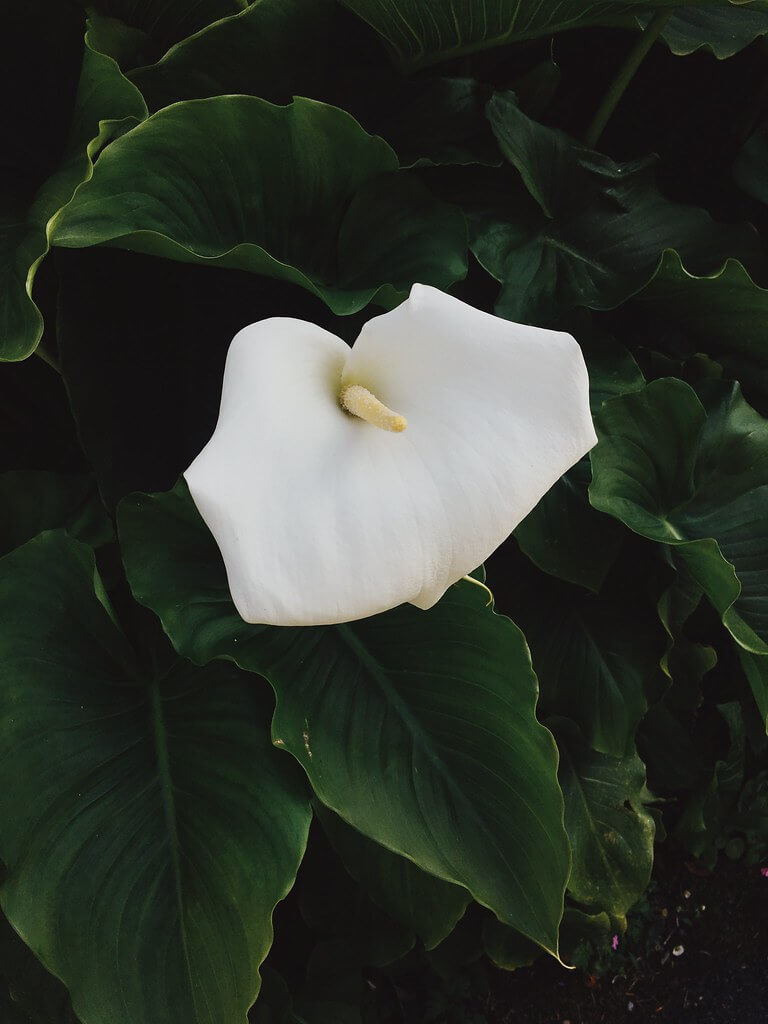 White Arum Lily flower