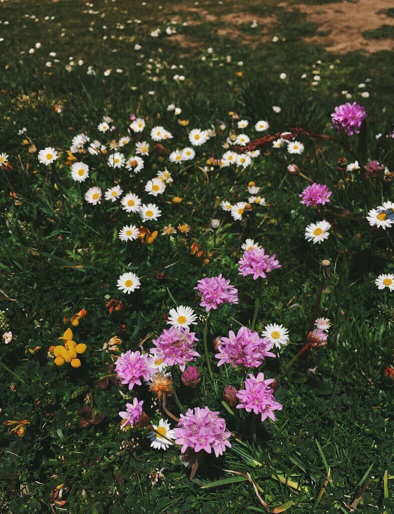 Seaside flowers