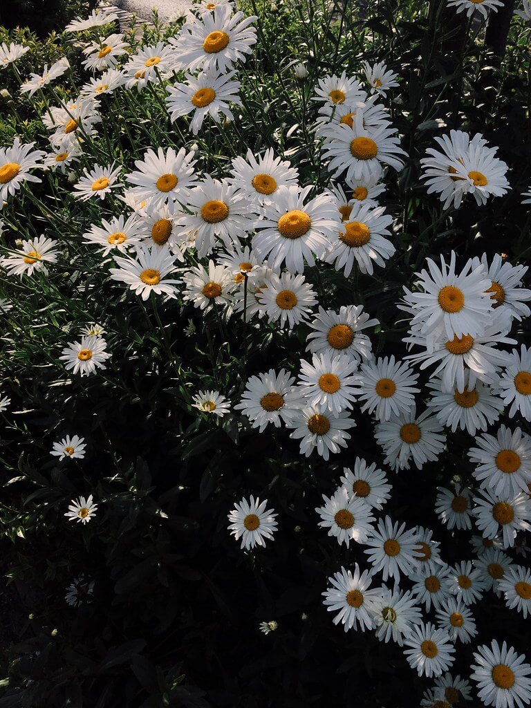 Daisies in Bristol by Lyzi Unwin