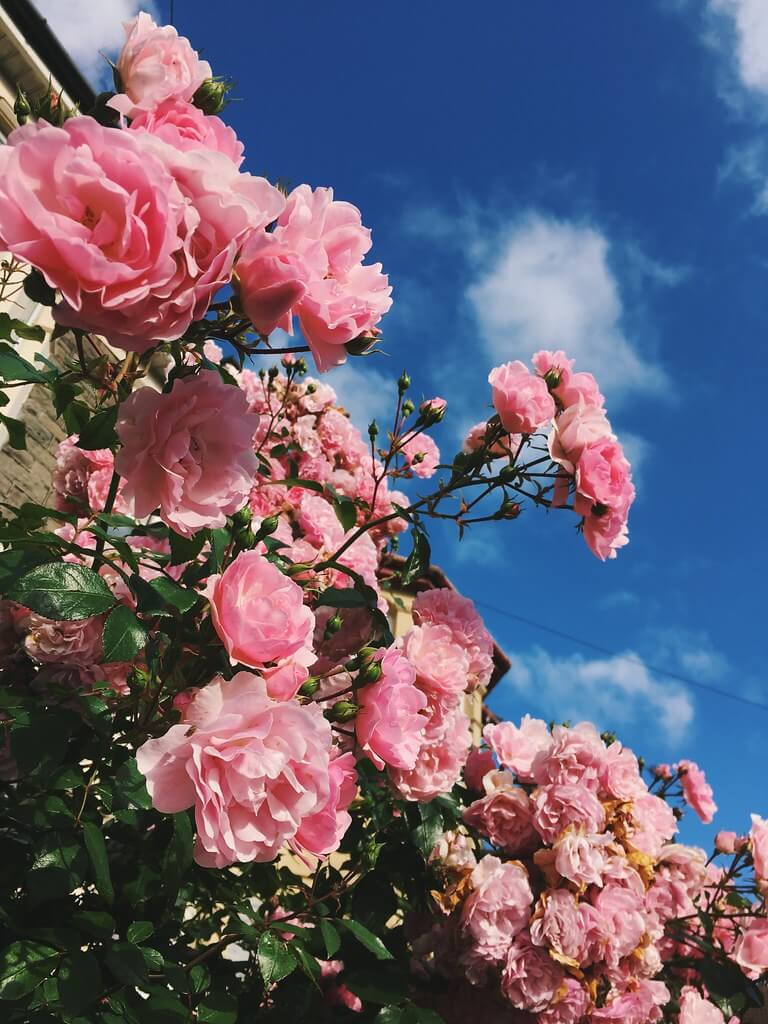 Pink roses in Bristol by Lyzi Unwin