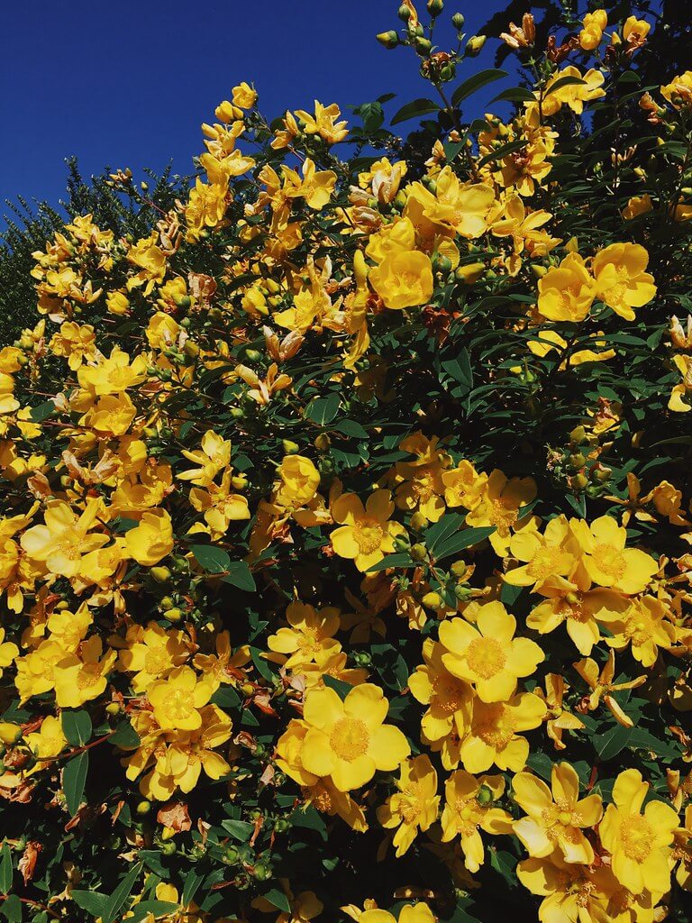 Yellow flowers in Bristol by Lyzi Unwin