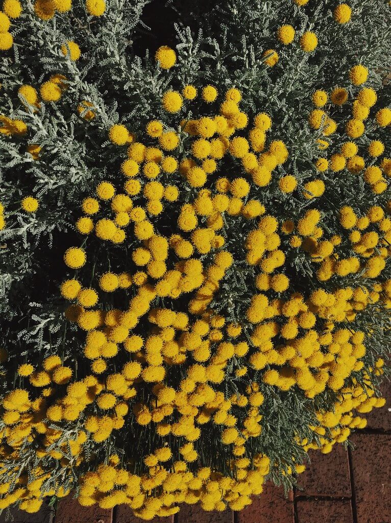 Yellow pom pom flowers in Bristol by Lyzi Unwin