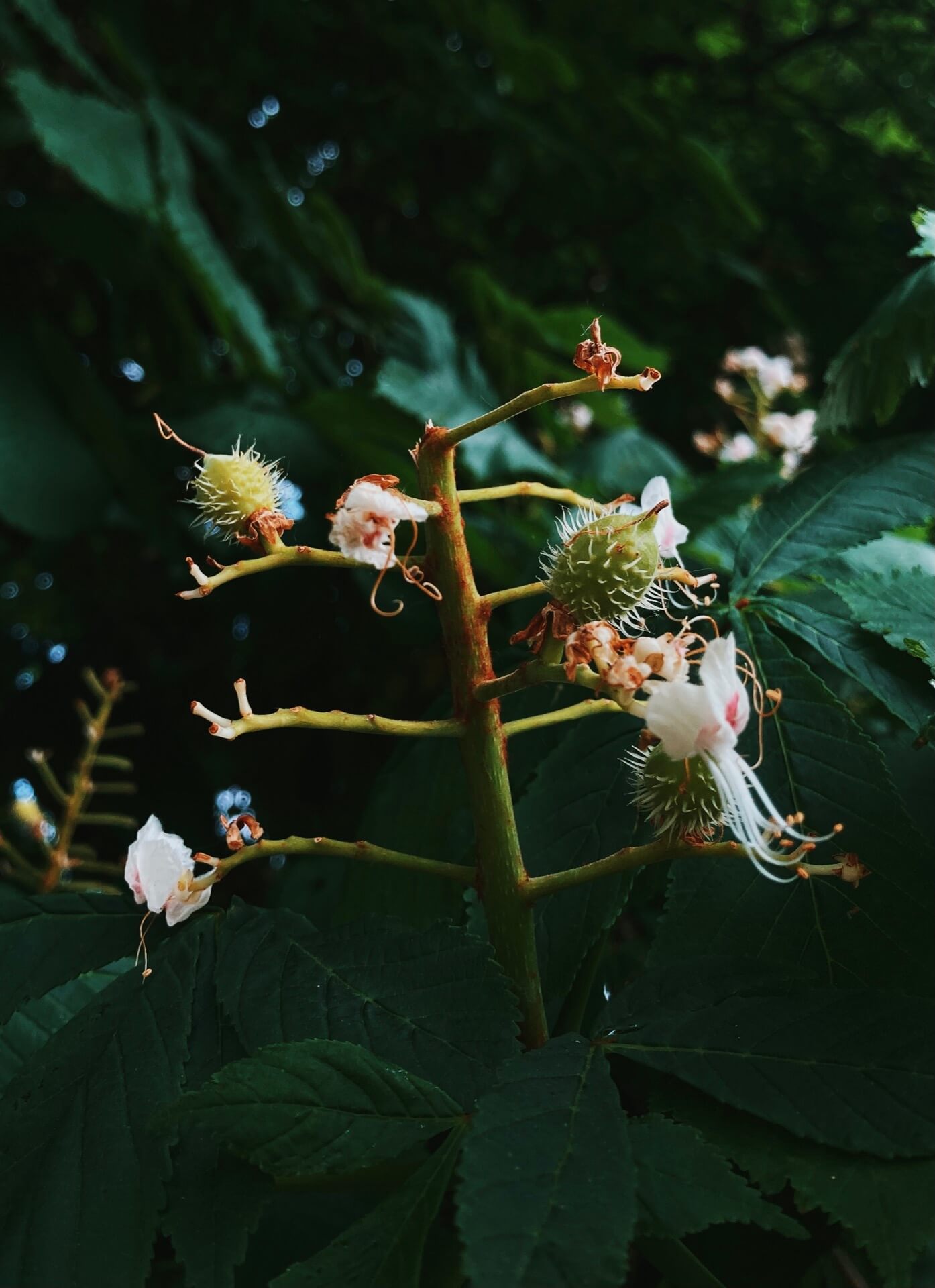 Chestnut flowers in spring during lockdown in Bristol by Lyzi Unwin