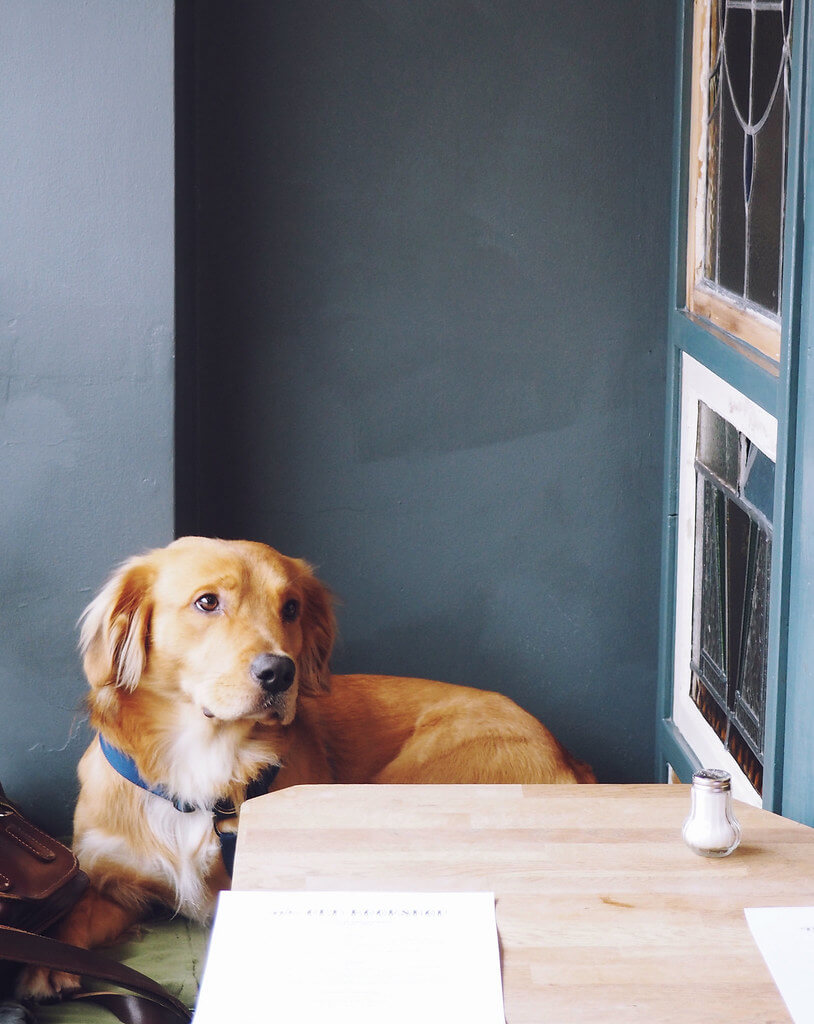 Arthur the dog at The Old Bookshop on North Street in Bedminster, Bristol