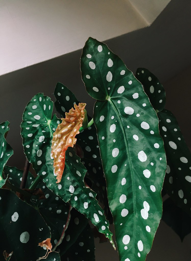 Spotted begonia plant by Lyzi Unwin