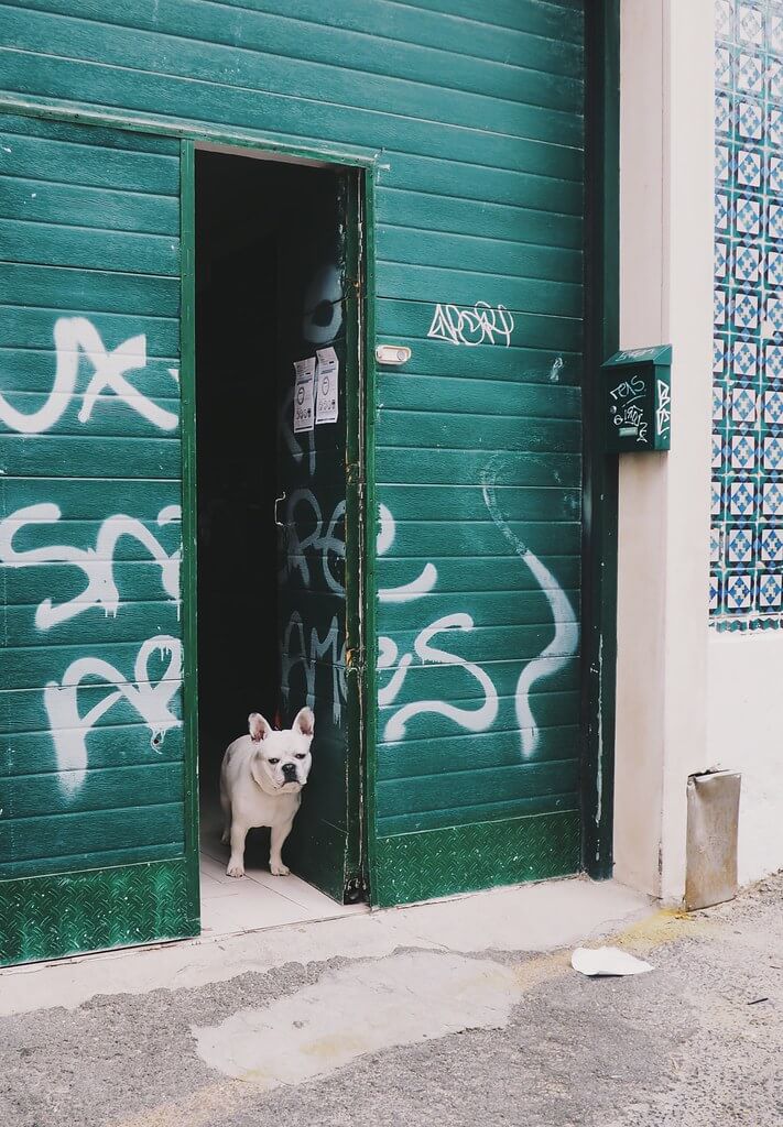 Street dog Lisbon city guide travel blogger