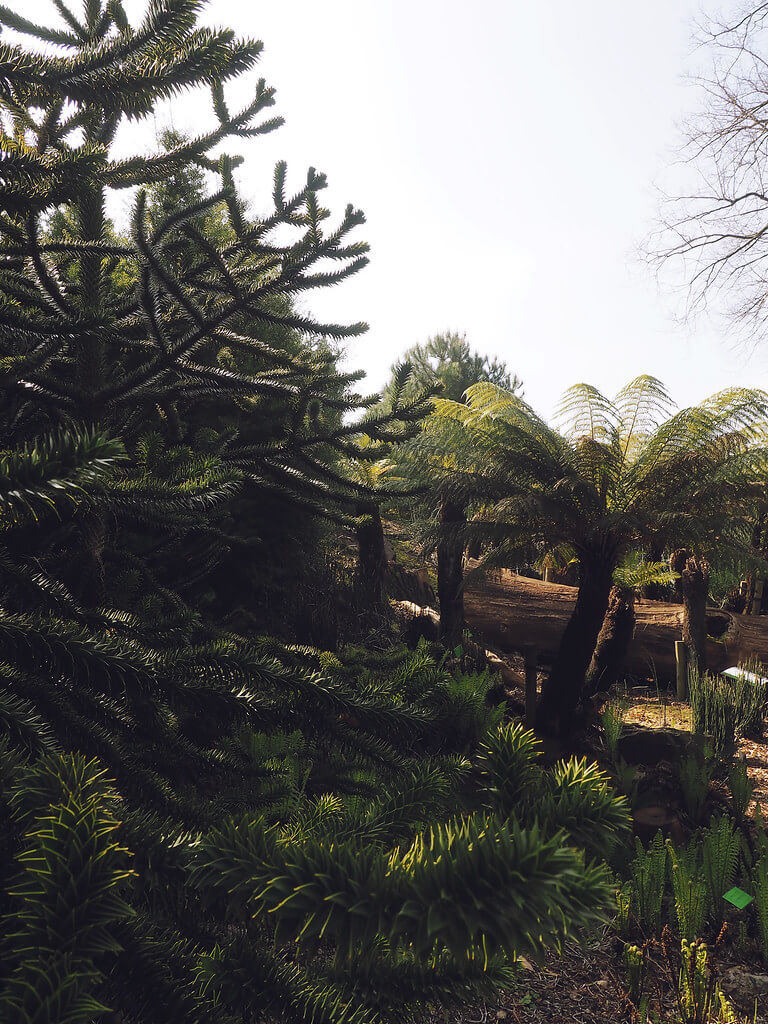 Trees at Bristol Botanic Garden