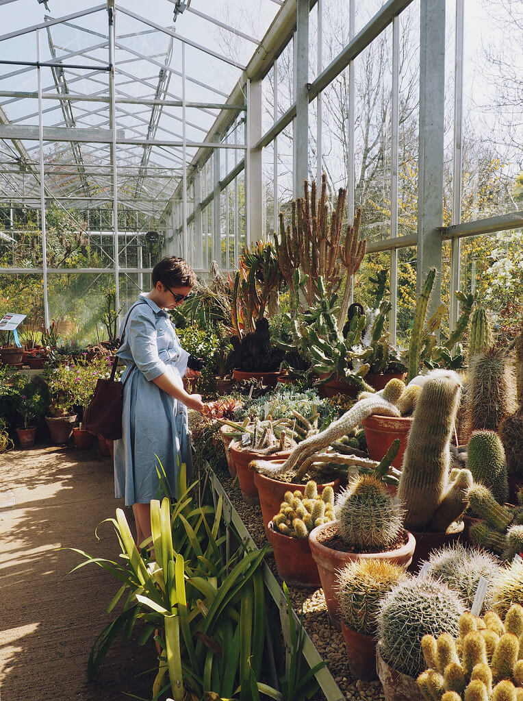 Lily Doble in the cactus house at Bristol Botanic Garden