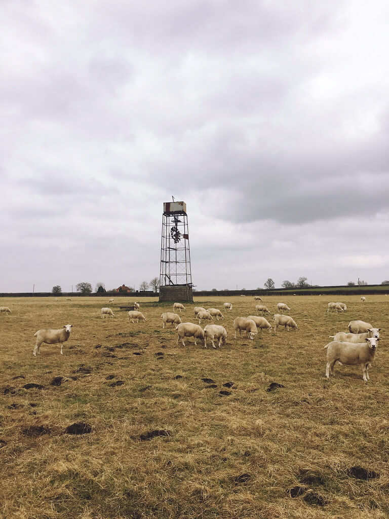 Sheep in a field on an overcast day at Log House Holidays