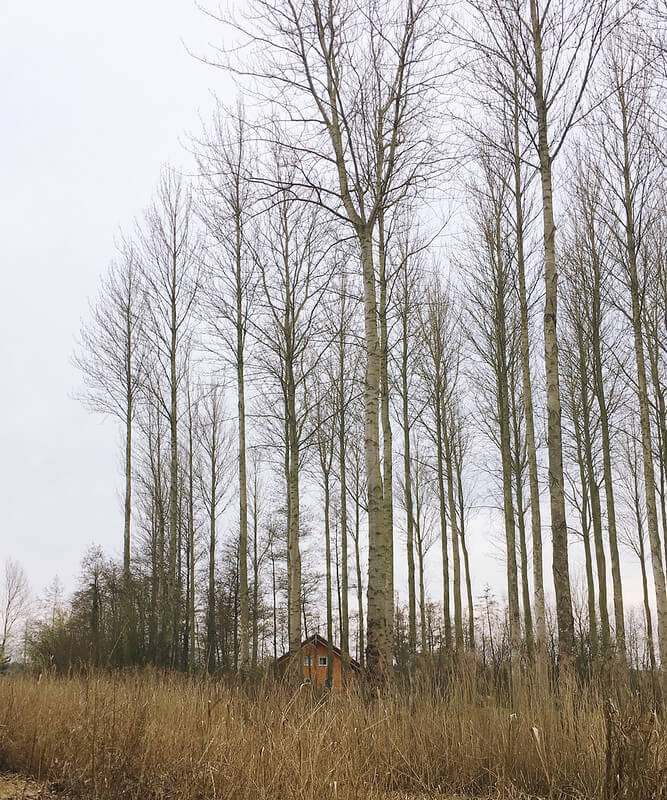 A cabin in the trees at Log House Holidays