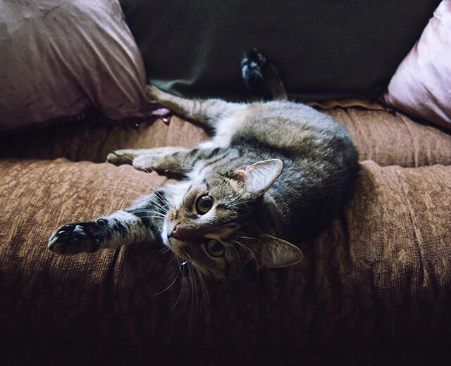 Cute cat on the sofa