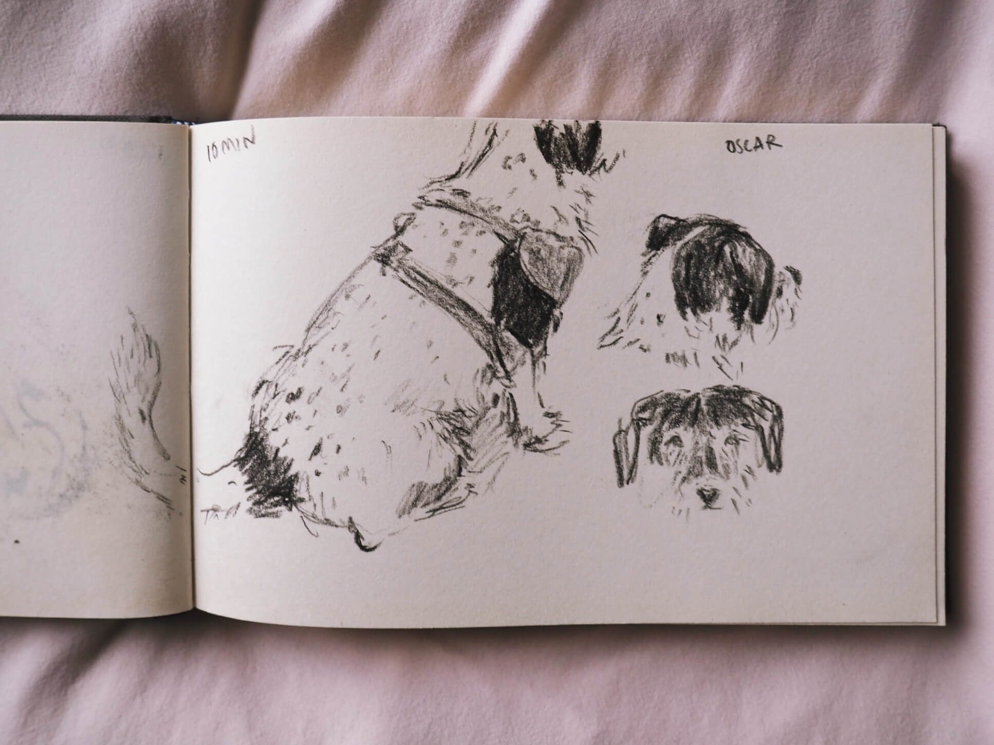 3 charcoal drawings of a jack russell, from dog life drawing