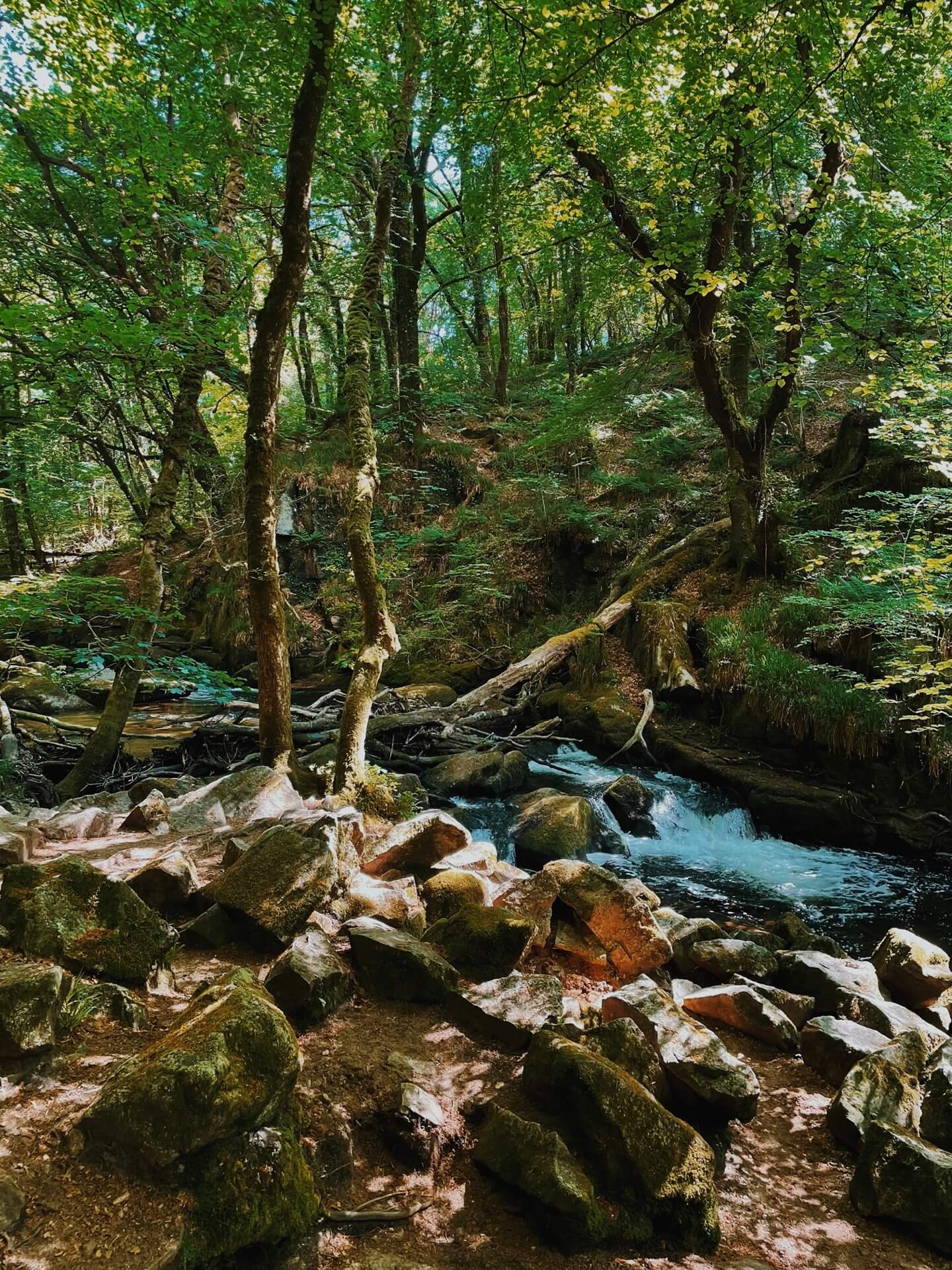 Trees and river at Golitha Falls near Liskeard